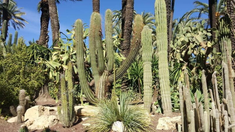 Alicante: UNESCO Heritage Palm grove + Artistic Garden Tour - Final Thoughts