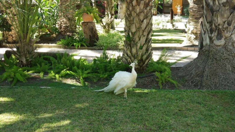 Alicante: UNESCO Heritage Palm grove + Artistic Garden Tour - FAQ