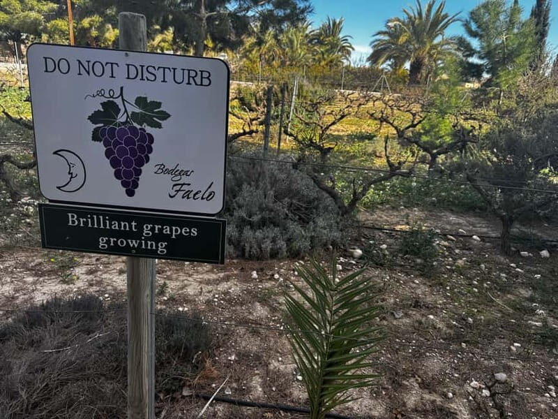 Alicante; Wine Tour Wineries, Food, and Transportation Included - An In-Depth Look at the Alicante Wine Tour