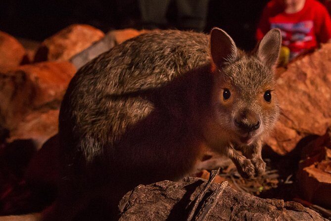 Alice Springs Desert Park Nocturnal Tour - Why You Should Consider This Tour