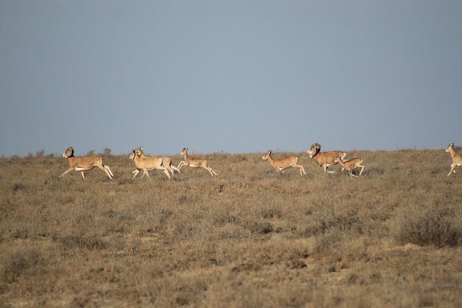 Alien landscapes of Mangistau with one of a kind Salty Hollow of Karyn Zharyk - Practical Details and What to Expect