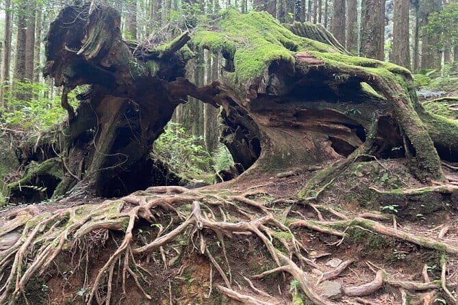 Alishan One Day Tour from Taichung - A Deep Dive into the Alishan Day Trip Experience