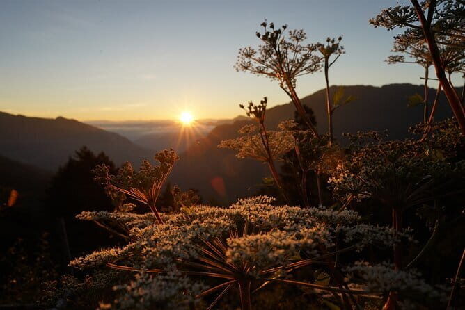 Alishan One Day Tour from Taichung - Who Should Consider This Tour?