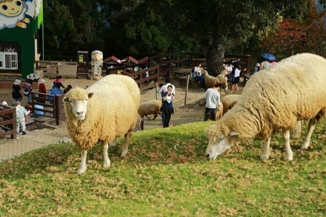 Alishan One Day Tour from Taichung - The Sum Up