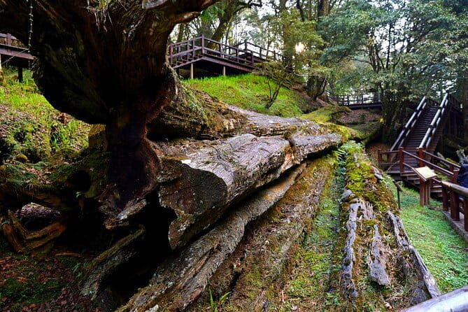 Alishan Private Day Tour from Taichung - The Heart of the Experience: Alishan National Forest Recreation Area
