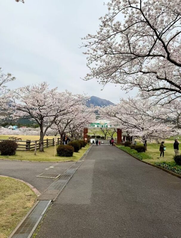 All checked-in Kagoshima Kirishima Line: Boutique small group one-day tour/Myth Park + Shrine Blessing + Maruo Waterfall + Takachiho Ranch Healing Tour - Is this Kirishima day trip worth booking?