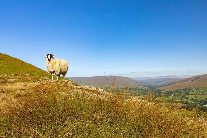 All Creatures Great & Small tour from York - Transportation & Group Size