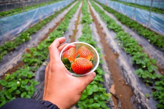 All Day Private Make your own plan tour to Nami Island and others - FAQ