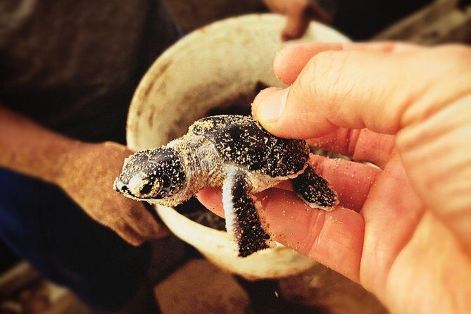 All in one Sri lanka 7nights 8 days for couple price - Who Will Love This Tour?