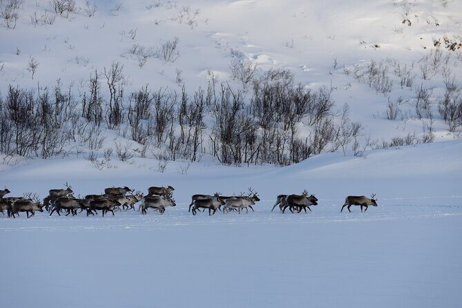 All-Inclusive Arctic Fjords and Sommarøy Scenic Tour - Frequently Asked Questions