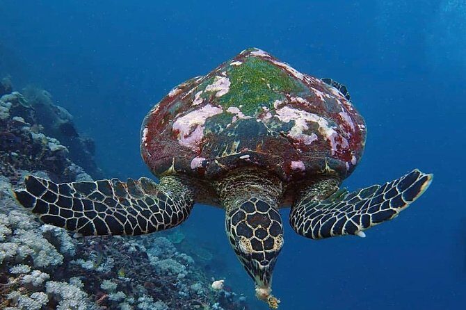 All Inclusive Bali Scuba Diving at Tulamben with Lunch -Transport - The Sum Up: Is It Worth It?