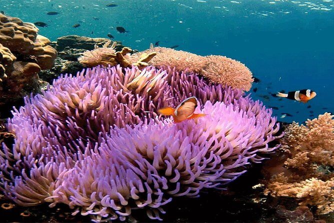 All Inclusive Bali Snorkeling Blue Lagoon tour experience - Authentic Experiences and Practical Details