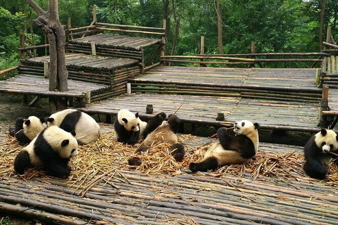 All-Inclusive Chengdu Highlight Panda Trip and Customizable Sites - Practical Considerations and Value