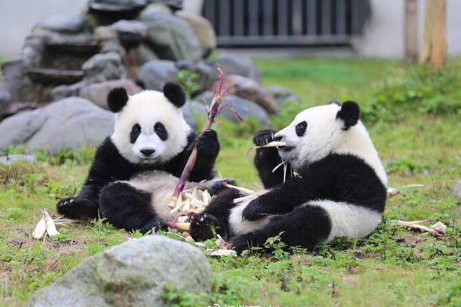 All Inclusive Chengdu Private Day Tour to Panda Breeding Base andCity Highlights - FAQs