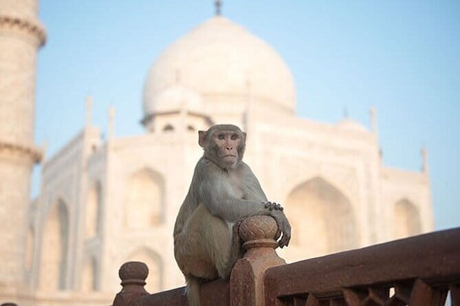 All Inclusive Day Trip to Taj Mahal, Agra Fort and Baby Taj from Delhi by Car - FAQ