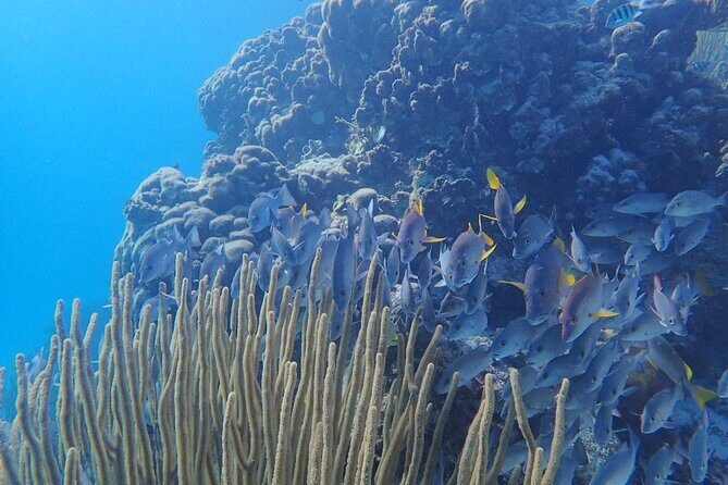 All-Inclusive Full-Day Hol Chan Snorkeling Tour - Key Points