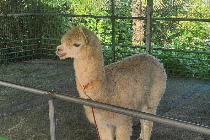 All inclusive Jeju island English private taxi tour(1 to 3days) - Key Points