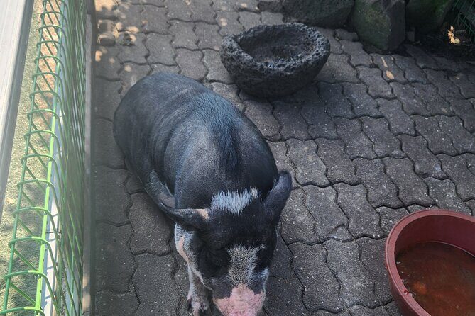 All inclusive Jeju island English private taxi tour(1 to 3days) - Authentic Experiences and Practical Tips