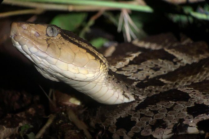 All-Inclusive Jungle Night Tour - Key Points