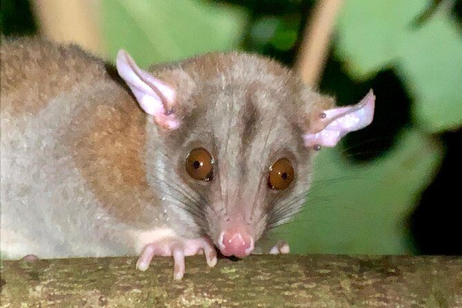 All-Inclusive Jungle Night Tour - Who Should Consider This Tour?