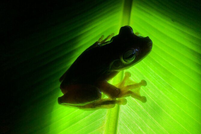 All-Inclusive Jungle Night Tour - Key Points