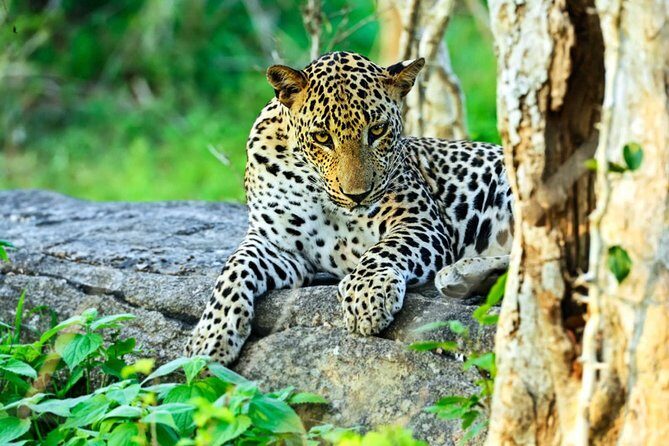 All Inclusive Leopard Nest Luxury Glamping experience in Yala - The Experience: What We Think Works Well