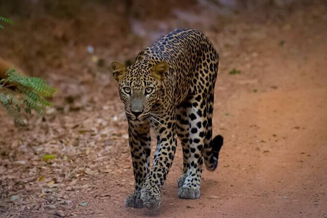 All inclusive leopard safari Wilpattu with guide - A Detailed Look at the All-Inclusive Leopard Safari in Wilpattu
