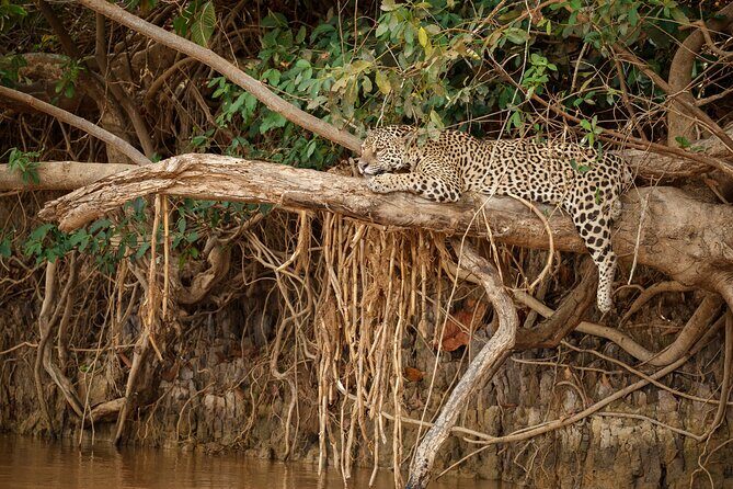 All inclusive leopard safari Wilpattu with guide - FAQ