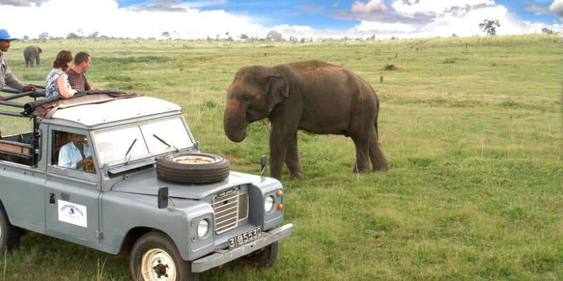 All-Inclusive Minneriya National Park Afternoon Safari - Exploring the Minneriya National Park Safari Experience