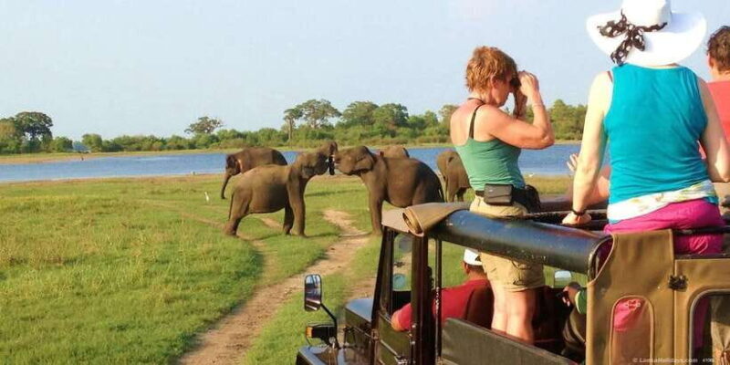 All-Inclusive Minneriya National Park Afternoon Safari - Who Is This Safari Best For?