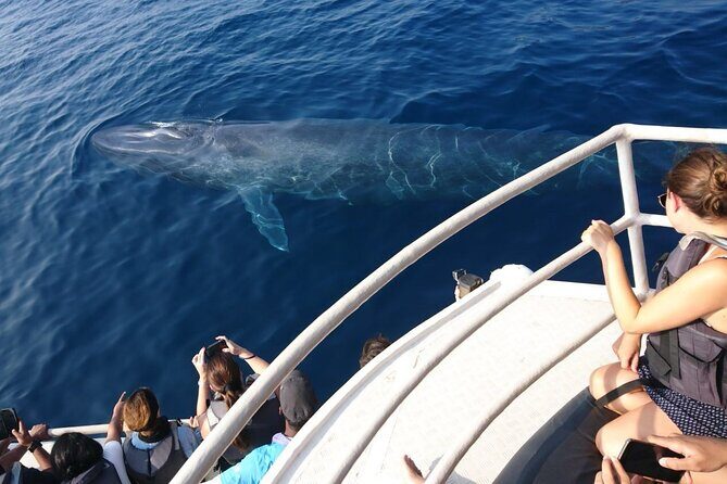 All Inclusive Mirissa Morning Whale Watching Boat Tour with Geeth - Who Should Consider This Tour?