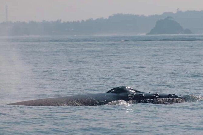 All Inclusive Mirissa Morning Whale Watching Boat Tour with Geeth - Final Thoughts