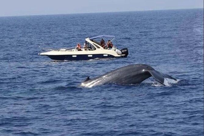 All Inclusive Mirissa Morning Whale Watching Boat Tour with Geeth - Frequently Asked Questions