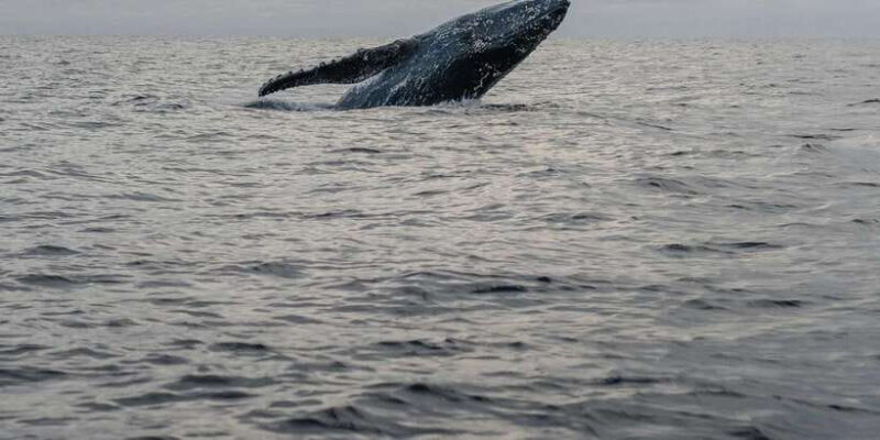 All Inclusive Mirissa Whale and Dolphin Watching Boat Ride - FAQ