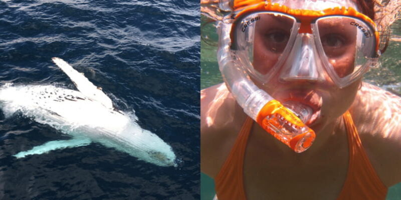 All Inclusive Mirissa Whale & Dolphin Watching + Snorkeling - Discover the Wonders of Mirissa: Whale & Dolphin Watching Plus Snorkeling