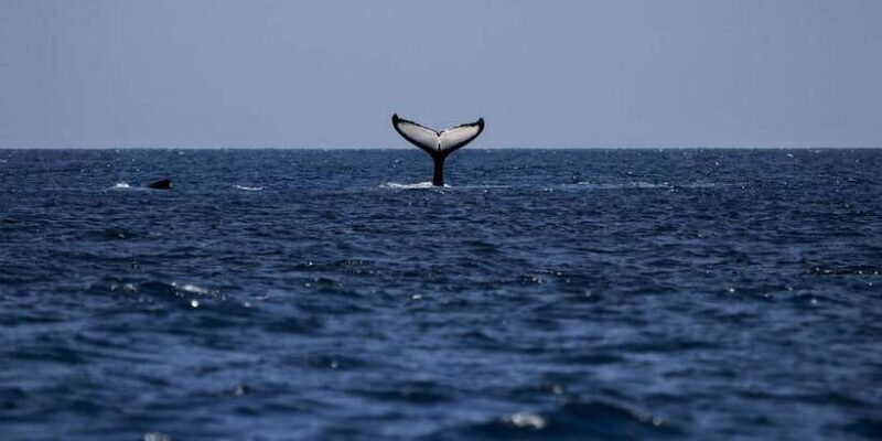 All Inclusive Mirissa Whale & Dolphin Watching + Snorkeling - Who Is This Tour Best For?