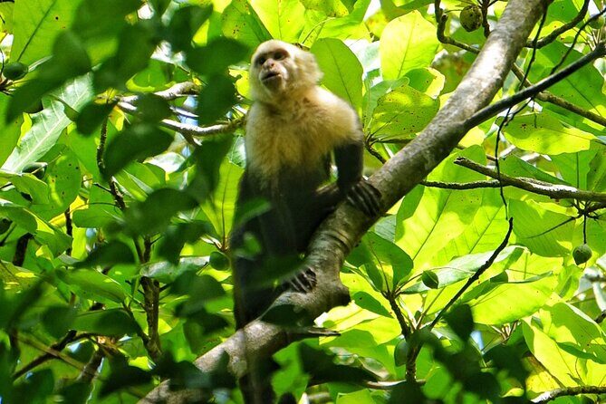 All Inclusive National Park Manuel Antonio with Binoculars - Final Thoughts
