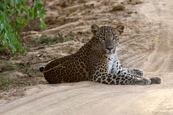 All Inclusive Private Full Day Safari in Yala National Park with Lunch - An In-Depth Look at the Yala Safari Experience