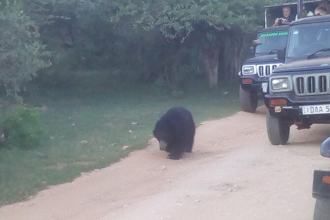 All inclusive Private jeep safari at Yala National park - A Practical Look at the All-Inclusive Private Jeep Safari at Yala National Park