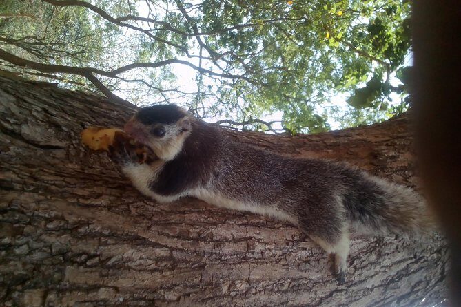 All inclusive Private jeep safari at Yala National park - Authentic Animal Encounters and Cultural Discoveries
