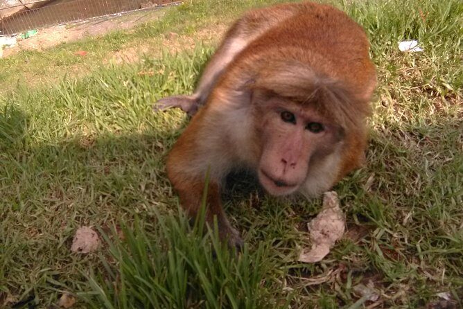 All inclusive Private jeep safari at Yala National park - Final Thoughts