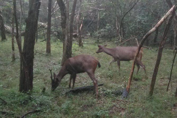 All inclusive Private jeep safari at Yala National park - Frequently Asked Questions