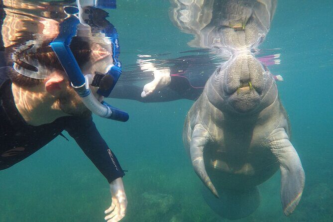 All Inclusive Private Manatee Swim - Key Points