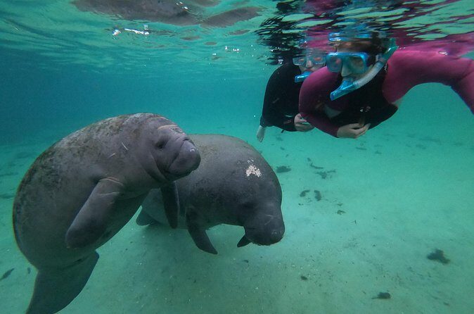 All Inclusive Private Manatee Swim - Value for Money: Is It Worth It?