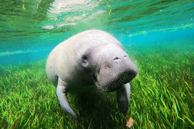 All Inclusive Private Manatee Swim - Who Should Consider This Tour?