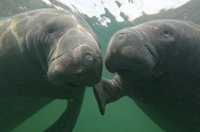 All Inclusive Private Manatee Swim - The Sum Up: Is This the Right Tour for You?