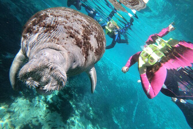 All Inclusive Private Manatee Swim - FAQ: Practical Questions About the Tour