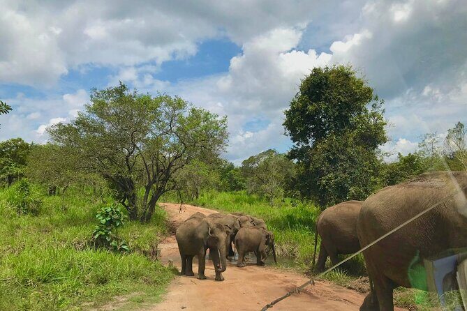 All Inclusive Private Safari at Habarana Park (Pick-up Included) - Final Thoughts: The Value of a Genuine Wildlife Encounter