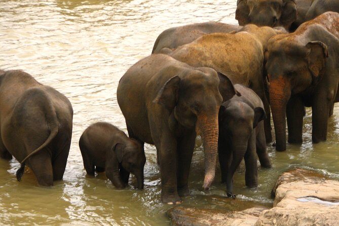 All inclusive Private safari at Wilpattu National park from Negombo - Who Should Consider This Tour?