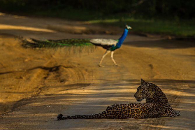 All Inclusive Private Safari at Yala and Bundala National Parks with Lunch - Analyzing the Value